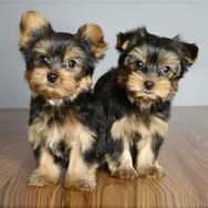 Cachorros Raça Yorkshire Terrier Filhotes à Venda