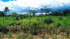 Lotes Próximo a Cachoeira da Martinha