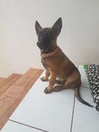 Filhote de Pastor Belga Malinois Macho