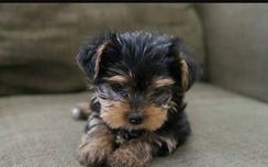 Vendo Filhotes de Yorkshire Terrier