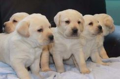 Canil em Bh Filhotes de Cães da Raça Labrador