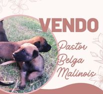 Pastor Belga Malinois