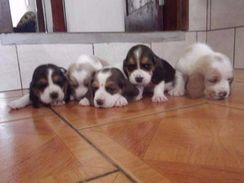 Fotos Similares: Basset Hound Filhotes Amaveis 