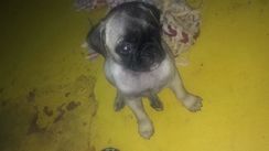 Pug Macho Filhote 2 Meses