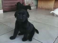 Labrador