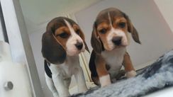 Beagle Fêmea e Macho a Pronta Entrega Lindos 13 Polegadas