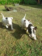 Bull Terrier