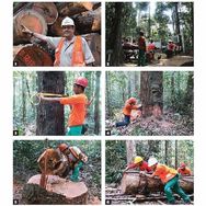 Laudo Técnico Ambiental