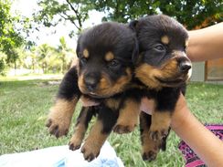 Canil de Rottweiler Disponíveis - Canil Especializado RJ