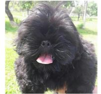 Shih Tzu Preto Macho