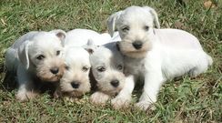 Schnauzer Branco à Venda Lindos