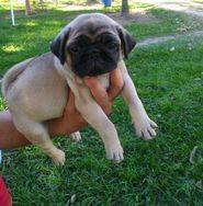 Lindo Pug Disponivel RJ