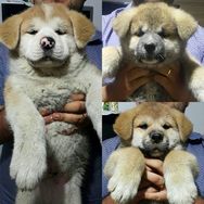 Akita Inu Lindos Filhotes