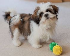 Fotos Similares: Masculino e Feminino Shih Tzu Filhotes 