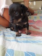 Vendo 2 Fêmeas Lindas da Raça Pinscher 0 Com1 ,pais no Local