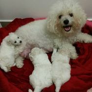 Poodle Lindos Bebes