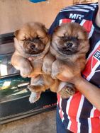 Chow Chow Femea ou Macho a Pronta Entrega