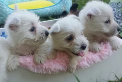 West \highland White Terrier - Especializados na Raça RJ