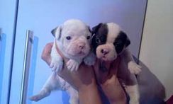 Bulldog Frances Lindos e Adoraveis Filhotes