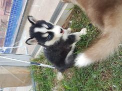 Husky Siberianos Puro