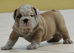 Bull Dogue Ingles