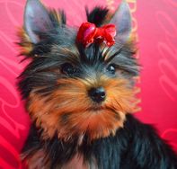 Fotos Similares: Yorkshire Terrier Lindos Filhotes, Me Chame no Whats 