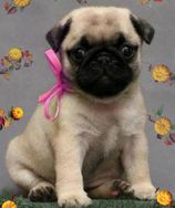 Fotos Similares: Vende-se Pugs 