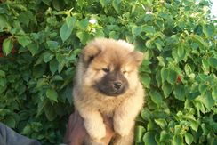 Fotos Similares: Chow Chow Filhotes 