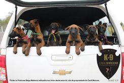 Filhotes de Pastor Belga Malinois com Pedigree