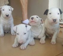 Fotos Similares: Bull Terrier Filhotes 