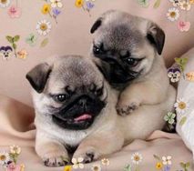 Fotos Similares: Pugs Venha Já Adquirir o Seu 