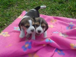 Fotos Similares: Beagle Lindos Filhotes 