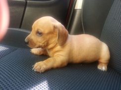 Fotos Similares: Dachshund Dourado Filhotes 