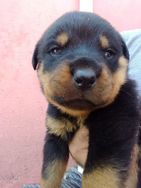 Vendo Filhotes de Rottweiler