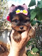 Lindos Filhotes Yorkshire Terrier