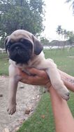 Lindos Pugs