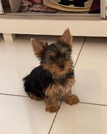 Yorkshire Terrier