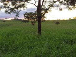 Vendo Fazenda 1546 Hectares