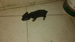 Vendo Pinscher Filhote Preta