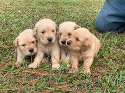 Nossos Filhotes de Golden Retriever São Campeões.confira