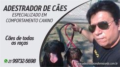 Adestramento de Cães RJ