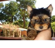 Cachorros Yorkshire Terrier