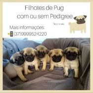 Pug Filhotes