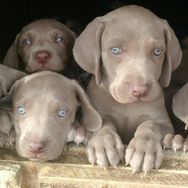 Fotos Similares: Weimaraner Filhotes Lindos 