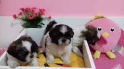 Vende -se Filhote de Shih-tzu