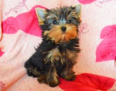 Filhotes de Yorkshire Terrier a Pronta Entrega, Ligue Já