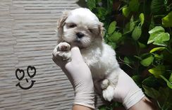 Shih Tzu Fêmea e Macho