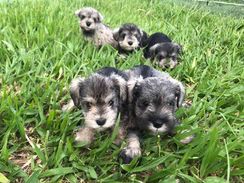 Filhotes de Schnauzer Miniatura à Vend em SP