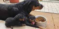 Cão Rottweiler