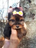 Adquira Ja um Lindo Filhote de Yorkshire Terrier